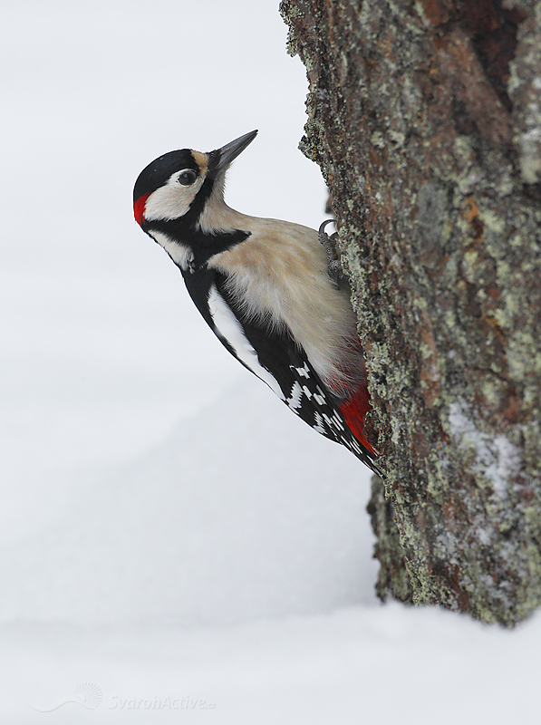 Buntspecht (Picoides major)