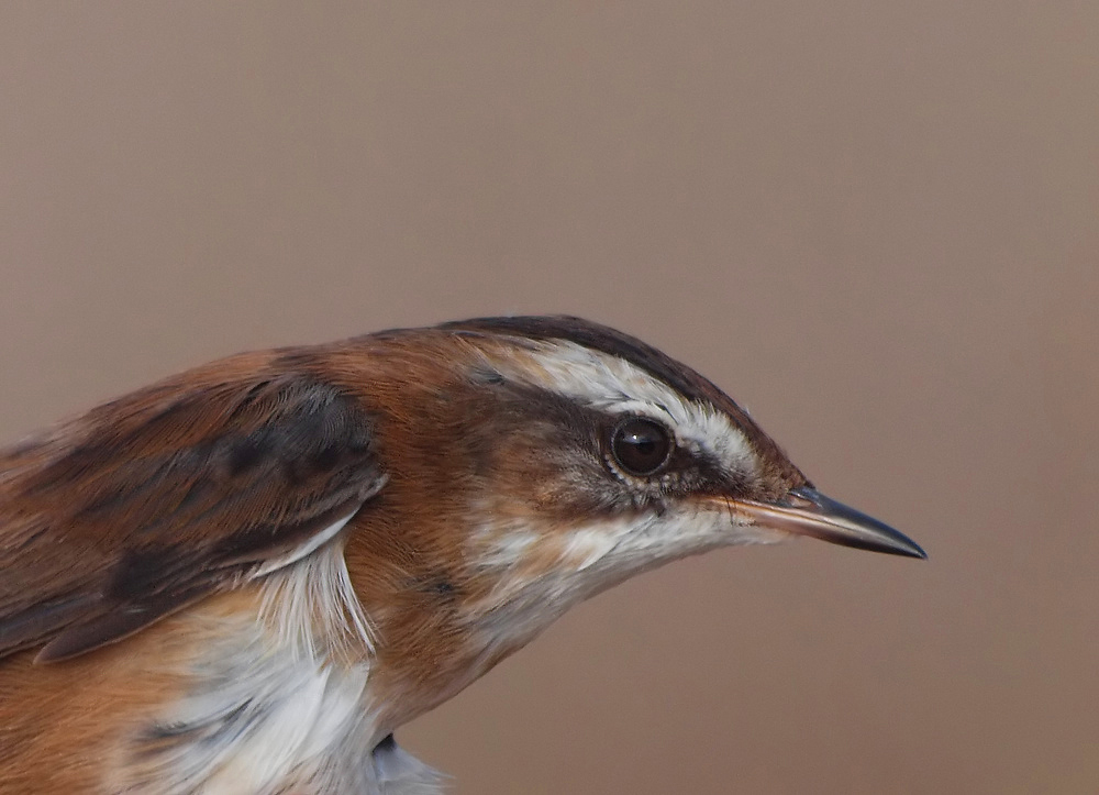 Mariskenrohrsänger oder Tamariskensänger (Acrocephalus melanopogon)