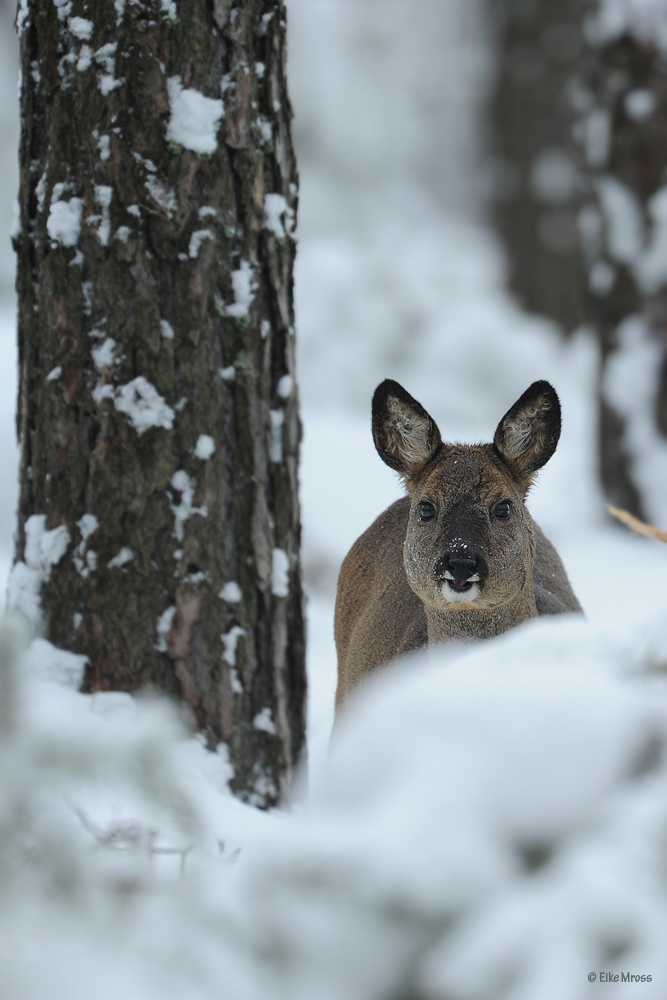 Wintertime