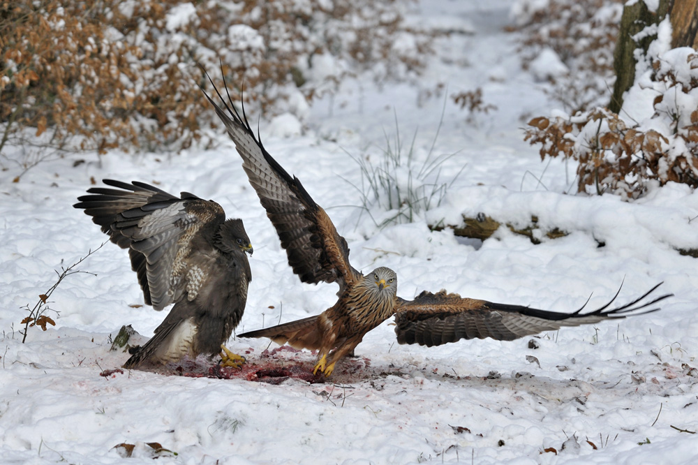 Bussard und Rotmilan