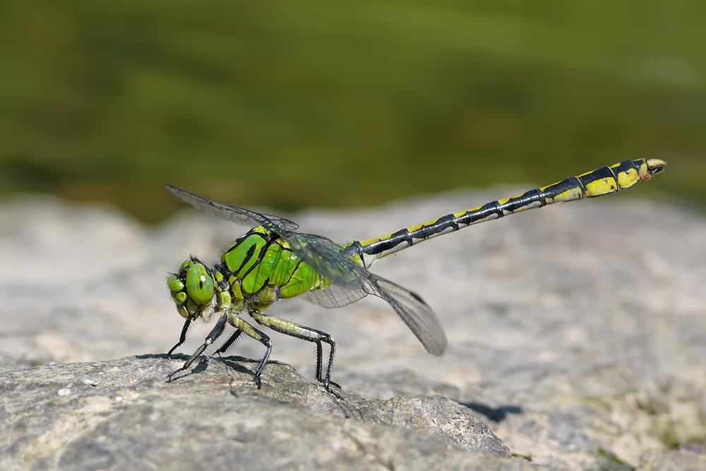 Grüne Keiljungfer (Ophiogomphus cecilia)