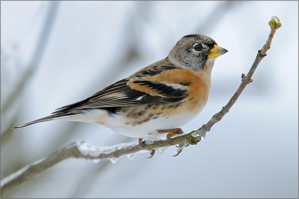 Nordfink (Fringilla montifringilla)