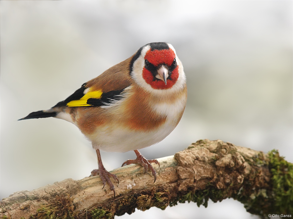 Distelfink (carduelis carduelis)