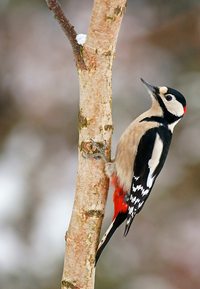 Buntspecht (Forum für Naturfotografen)