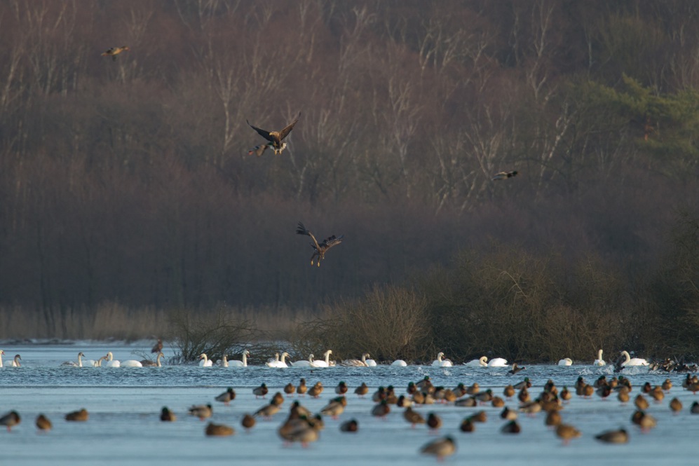 3 Seeadler bei der Jagd