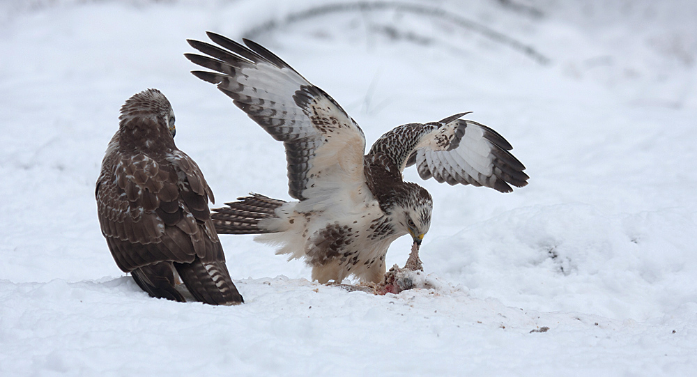 Two Buzzards.