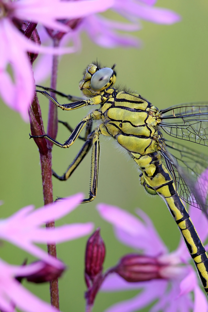 Westliche Keiljungfer - Gomphus pulchellus (m)