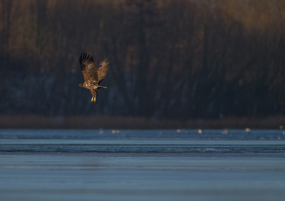 Seeadler, neuer Versuch II