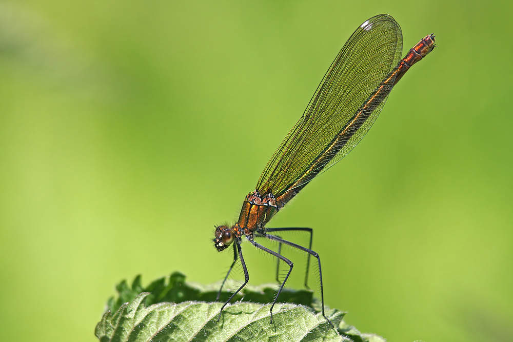 Blauflügel-Prachtlibelle - Calopteryx virgo (w)