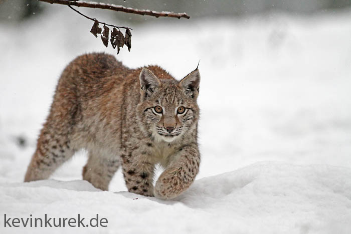 Luchs im Schnee