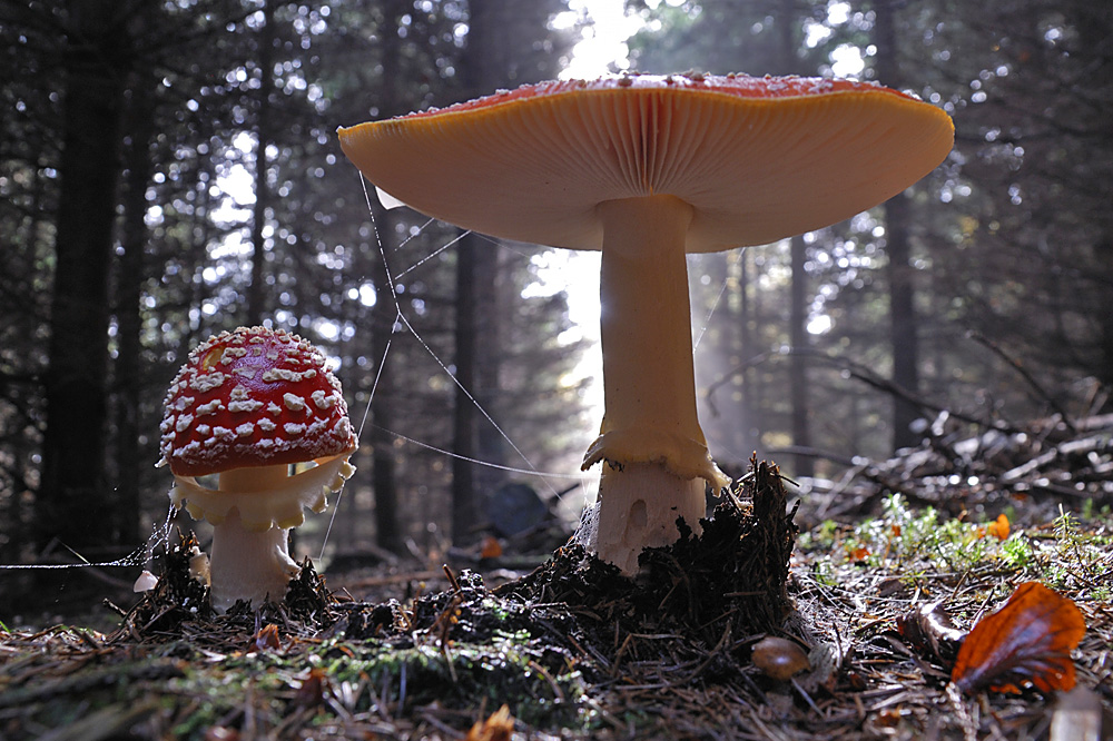 Fliegenpilze im Gegenlicht (Amanita muscaria)