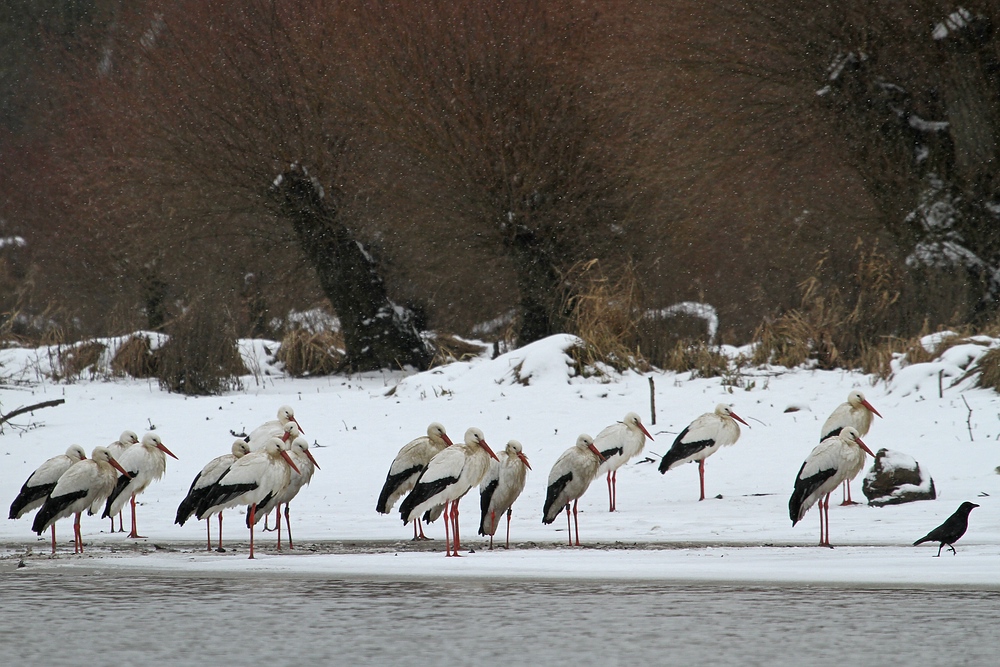 Winterstörche