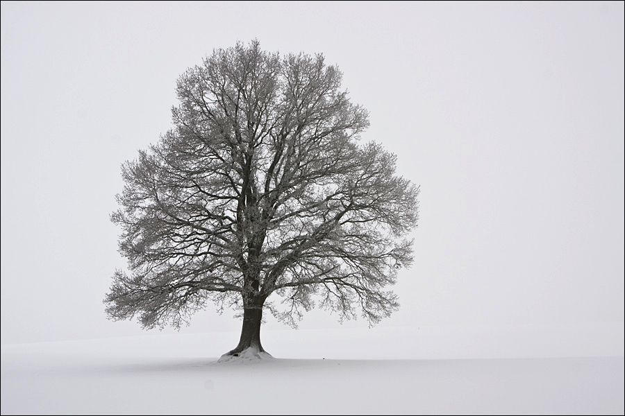 Winterbaum (Forum für Naturfotografen)