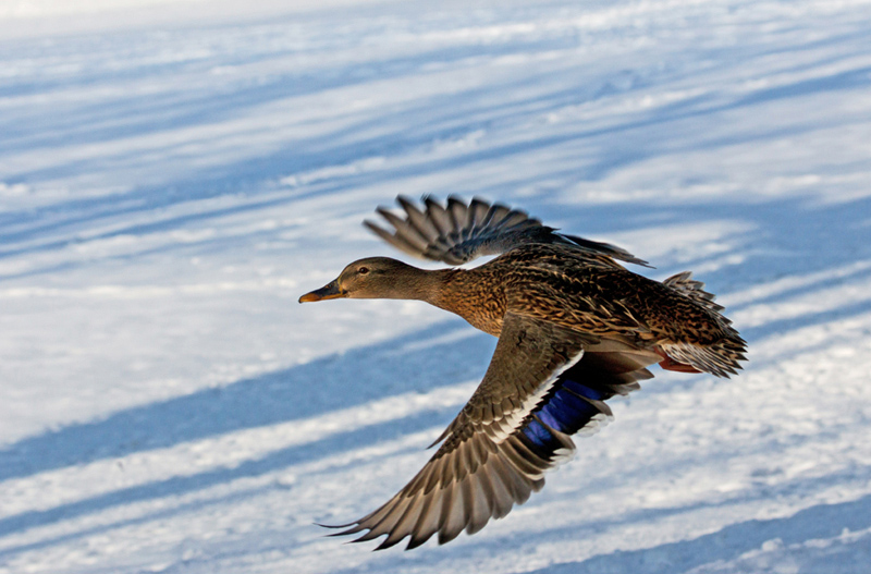 Stockente im Vorbeiflug
