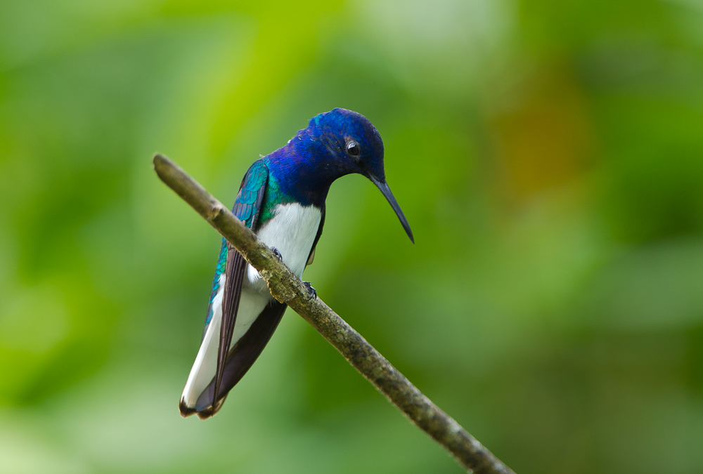 Weissbauchkolibri