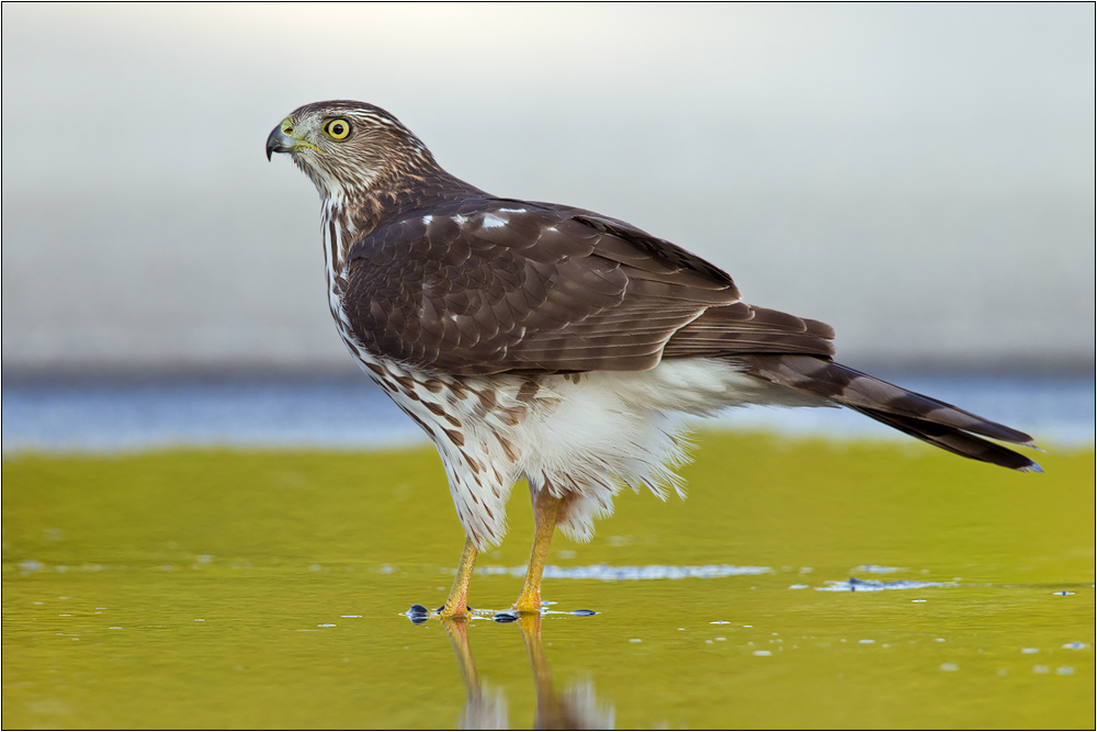 Accipiter cooperii