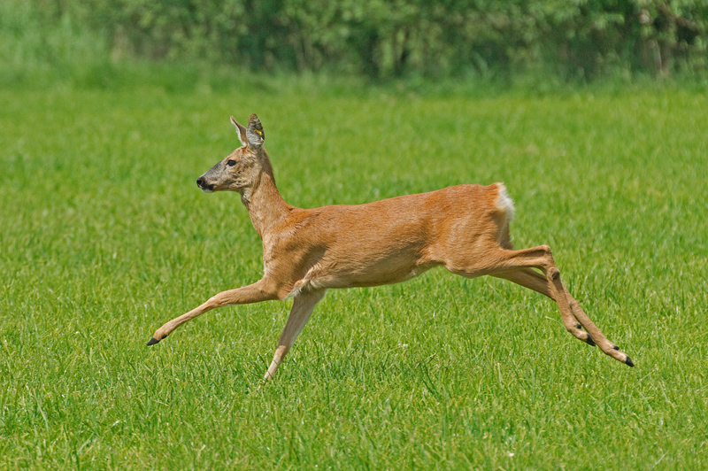 Flüchtling