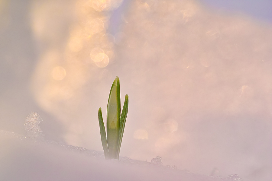 In jedem Winter steckt ein zitternder Frühling