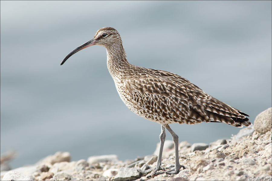 Regenbrachvogel