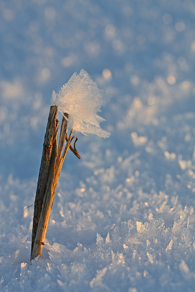 Schneefahne