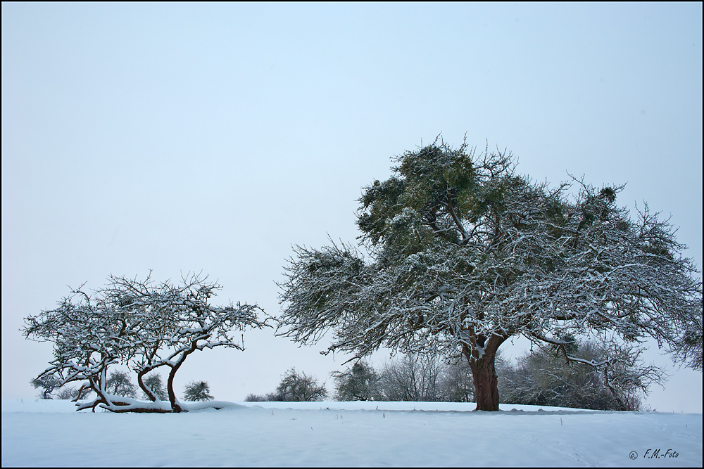 Winterbäume