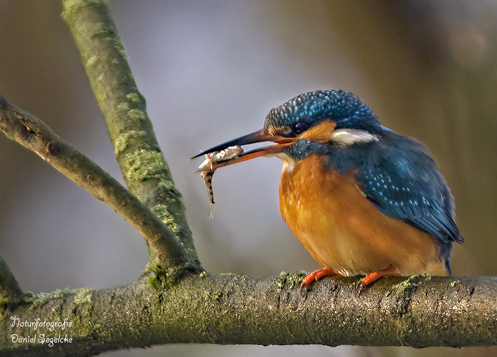 Schwere Zeiten für den Eisvogel