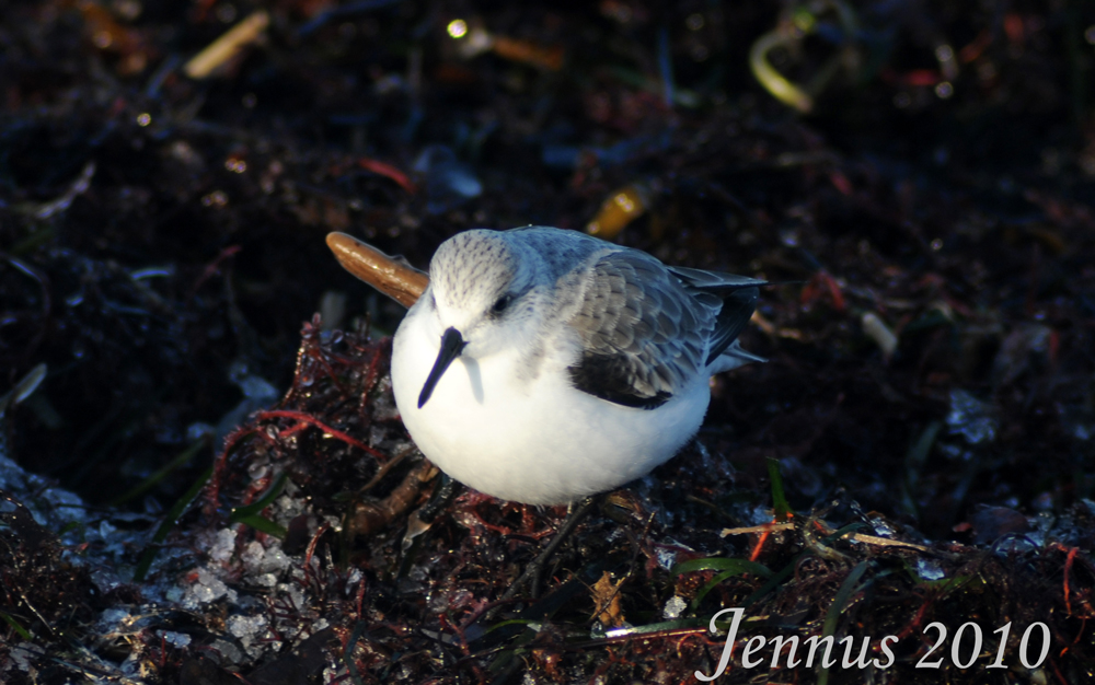 Alpenstrandläufer oder Sanderling