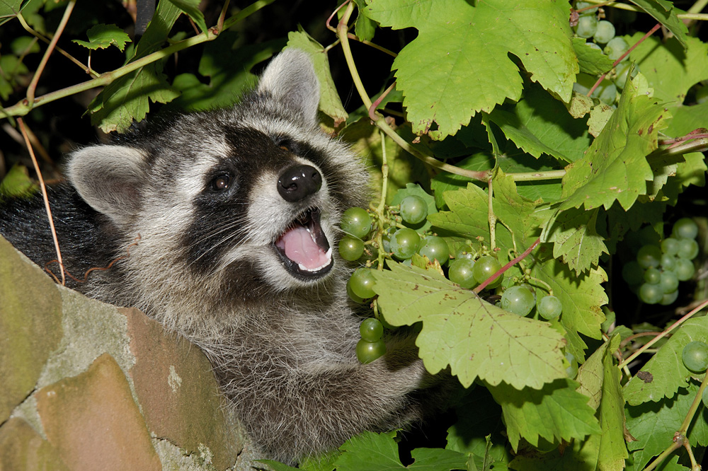 Waschbär frisst Weintrauben