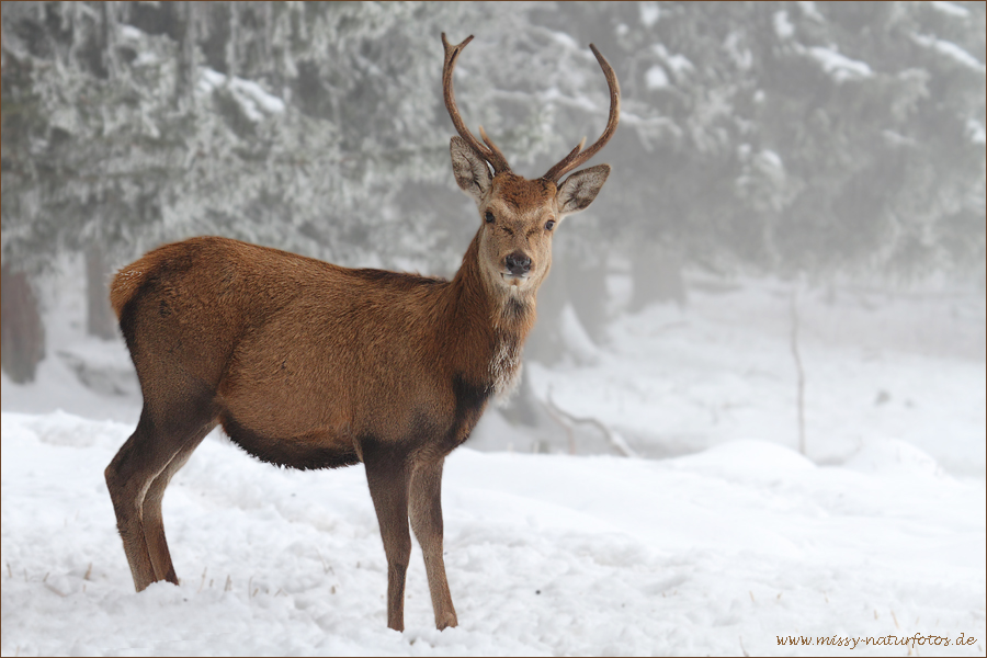 Tierpark-Foto