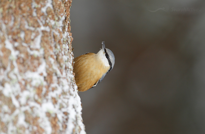 Kleiber (Sitta europaea)