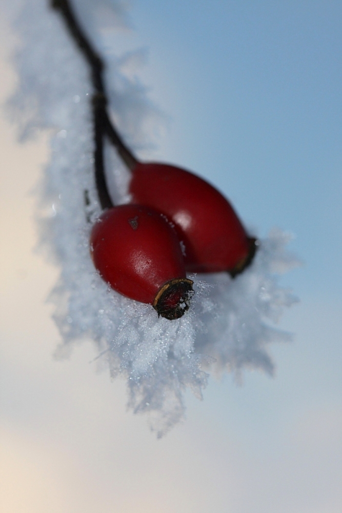 frostige Hagebutte