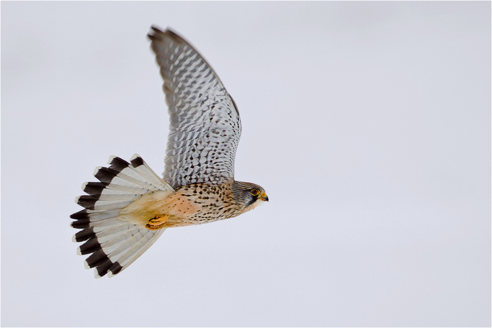 Turmfalke im Vorbeiflug