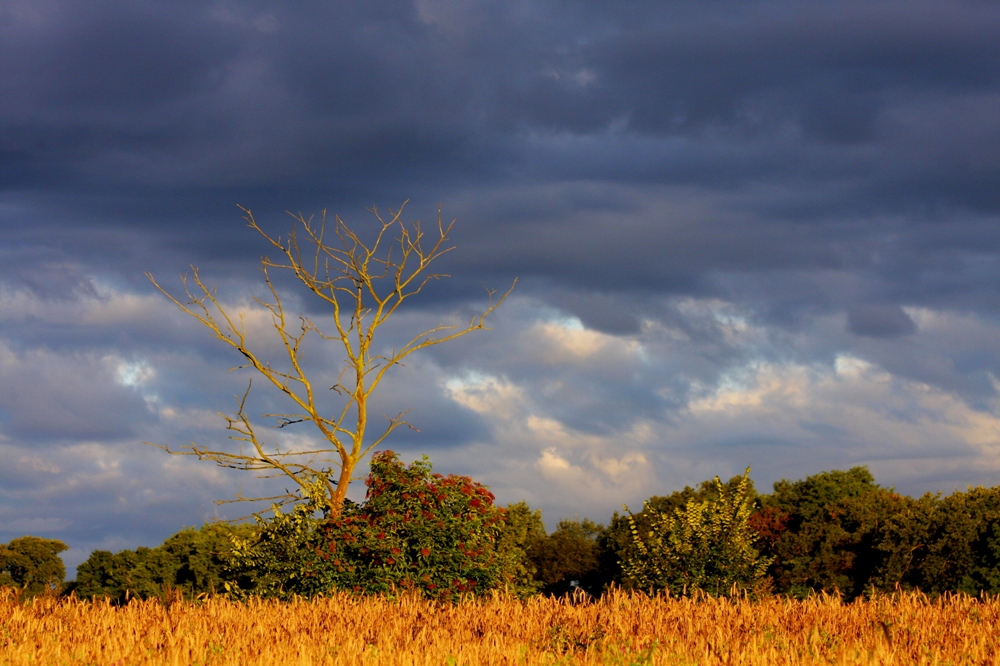 Der goldene Herbst...