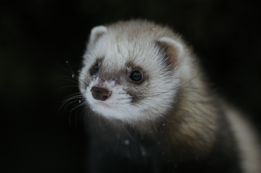 Mustela putorius furo...