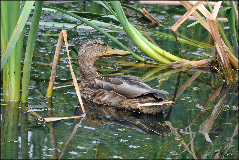 Stockente im Kalmus
