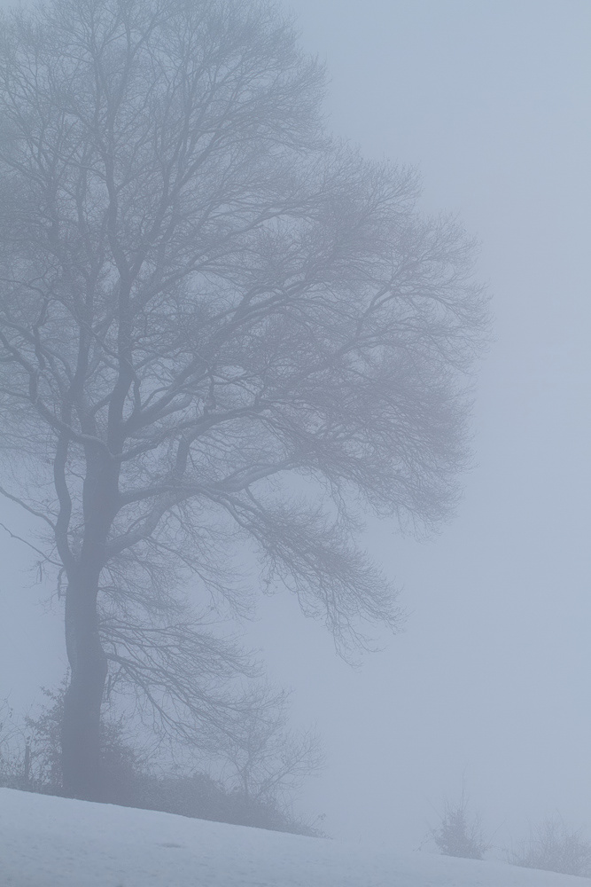 Winternebel