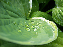 Blatt mit Tropfen