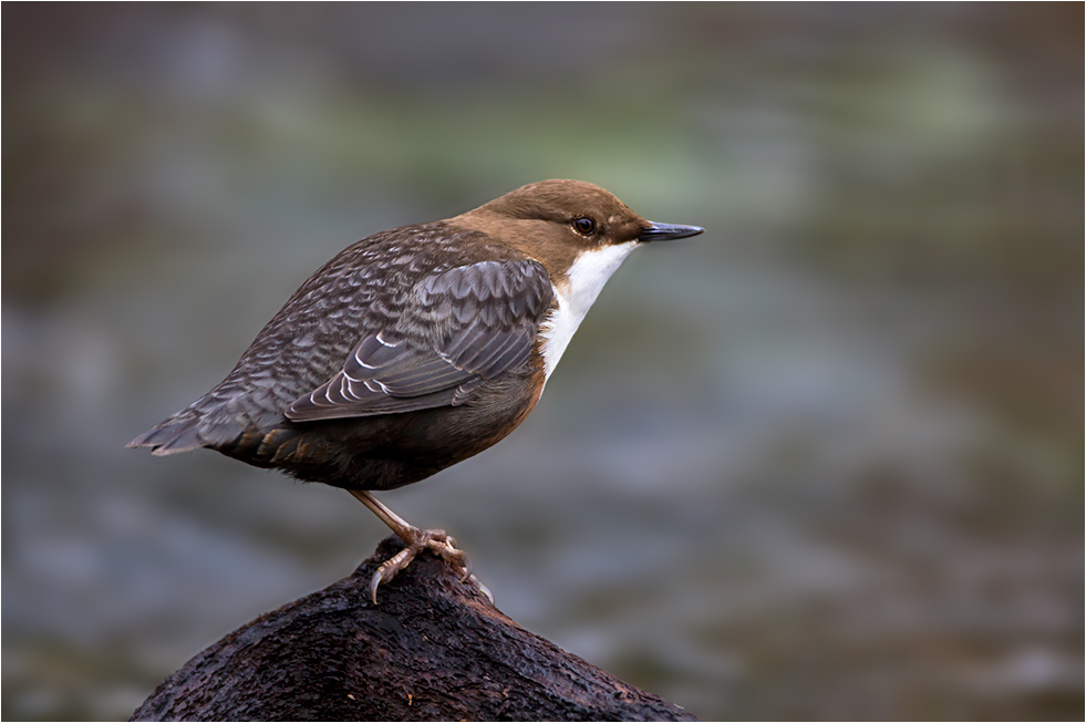 Wasseramsel