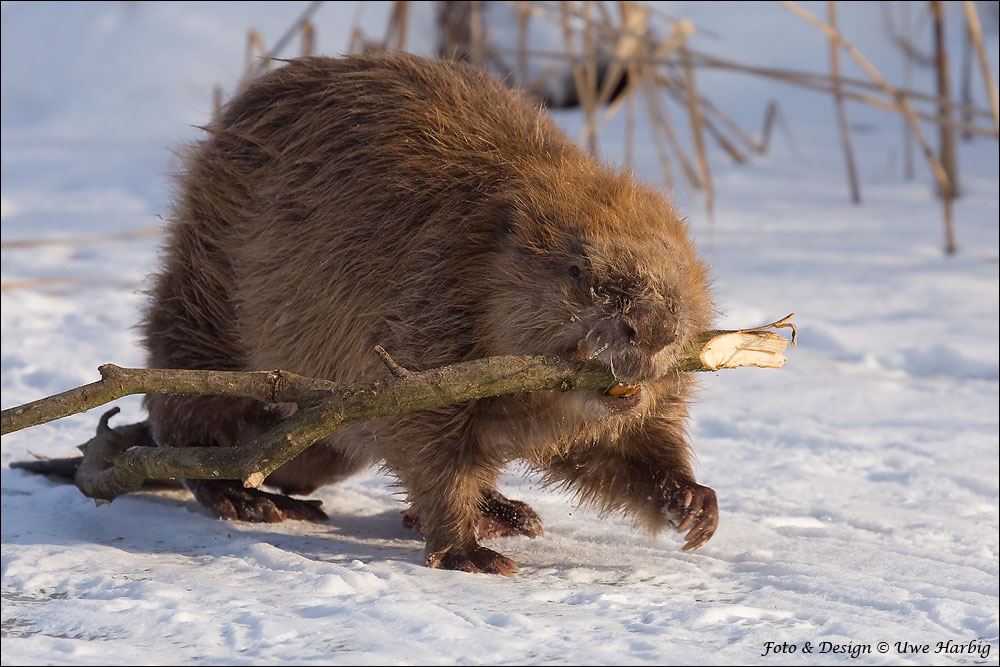 Biber im Winter (Forum für Naturfotografen)