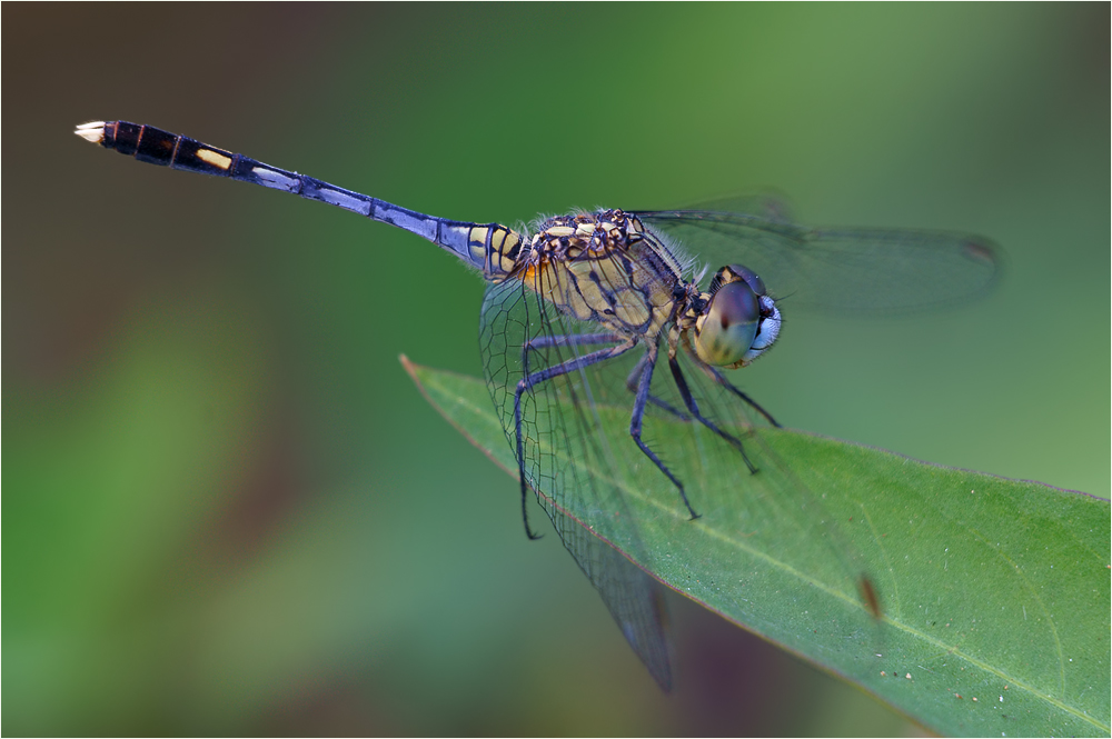* Diplacodes trivialis ♂ *