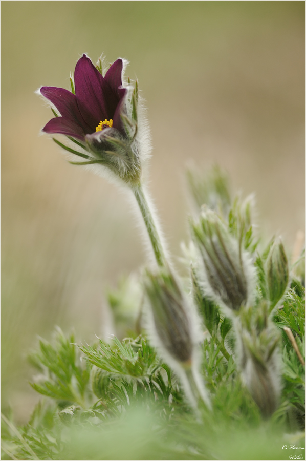 Pulsatilla