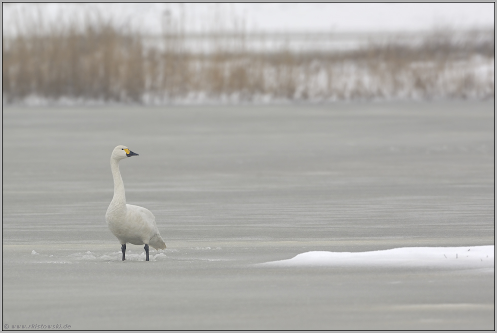 prüfender Blick... Zwergschwan *Cygnus bewickii*