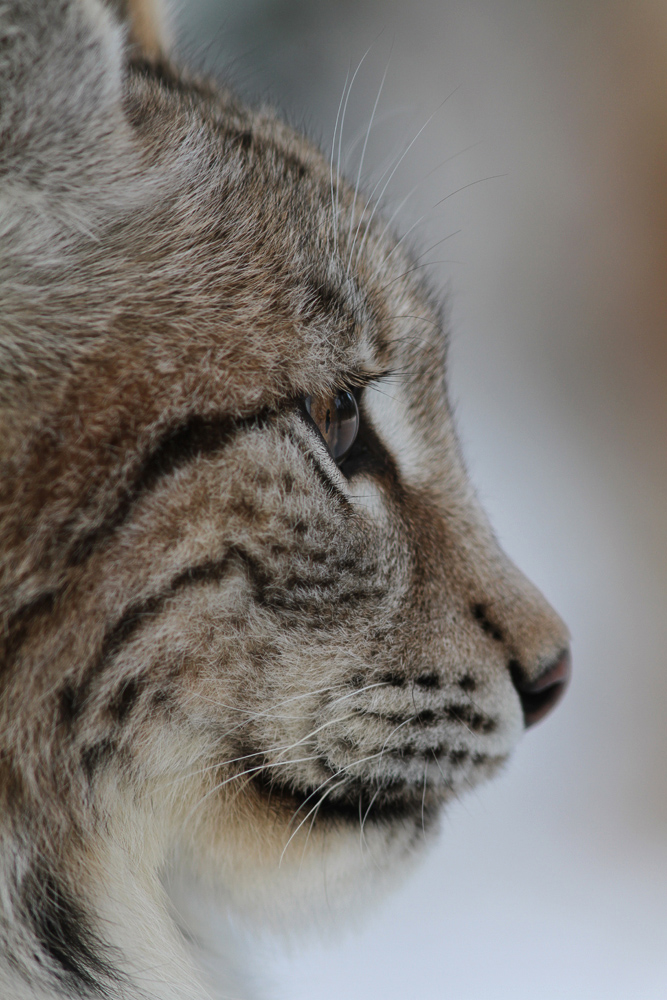 The eye of the lynx