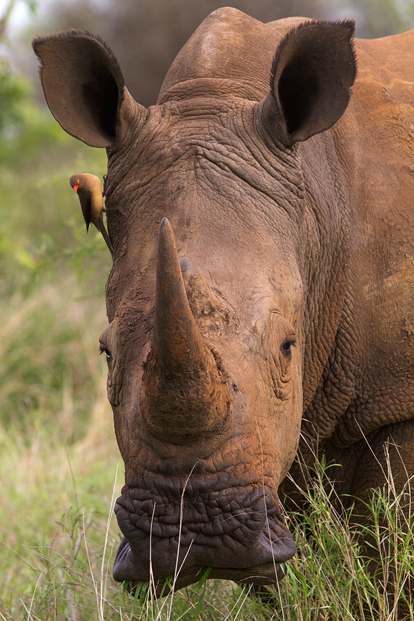 Nashorn mit Besuch