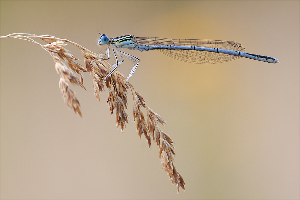 Federlibelle (Platycnemis pennipes)