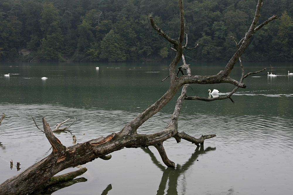 Rhein bei Rheinfelden- Rheintour Bild Nr. 2