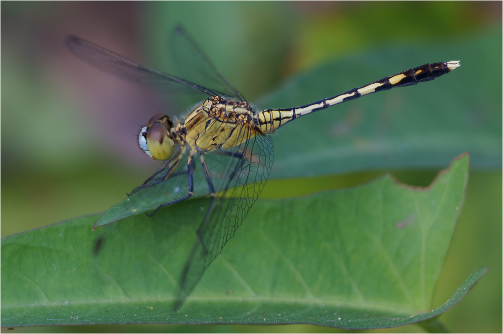 * Diplacodes trivialis, junges ♂ *