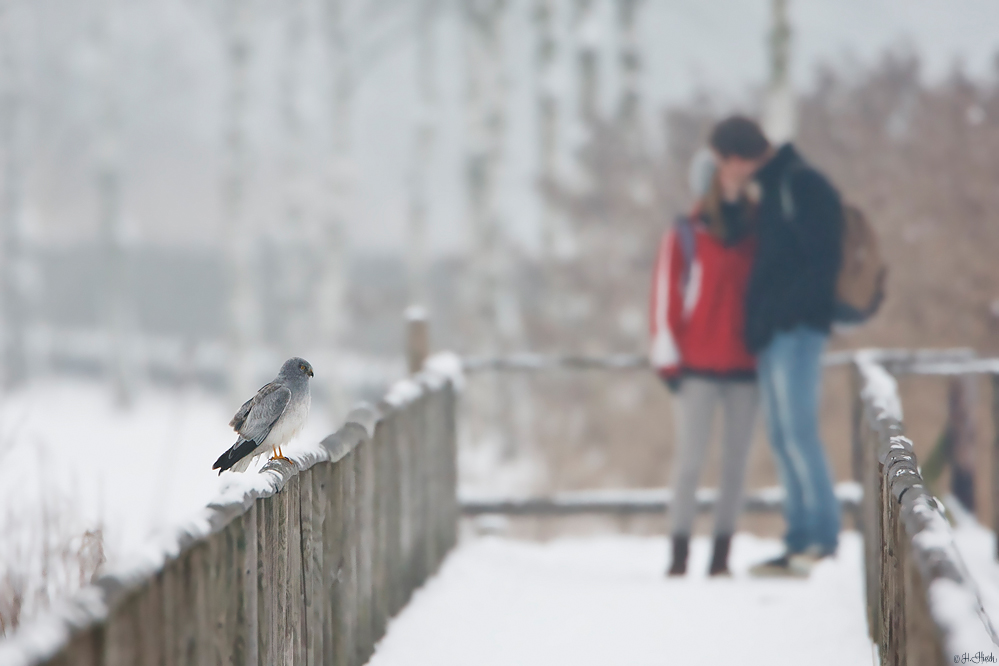 ~Holzsteg Romantik~