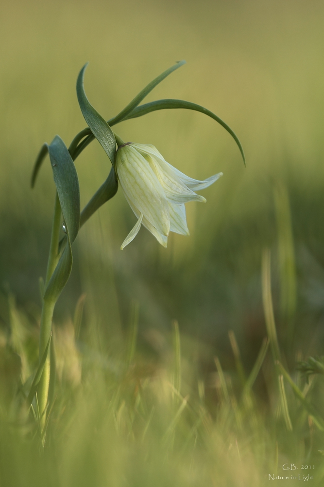 ~Schachblume in Weiß~