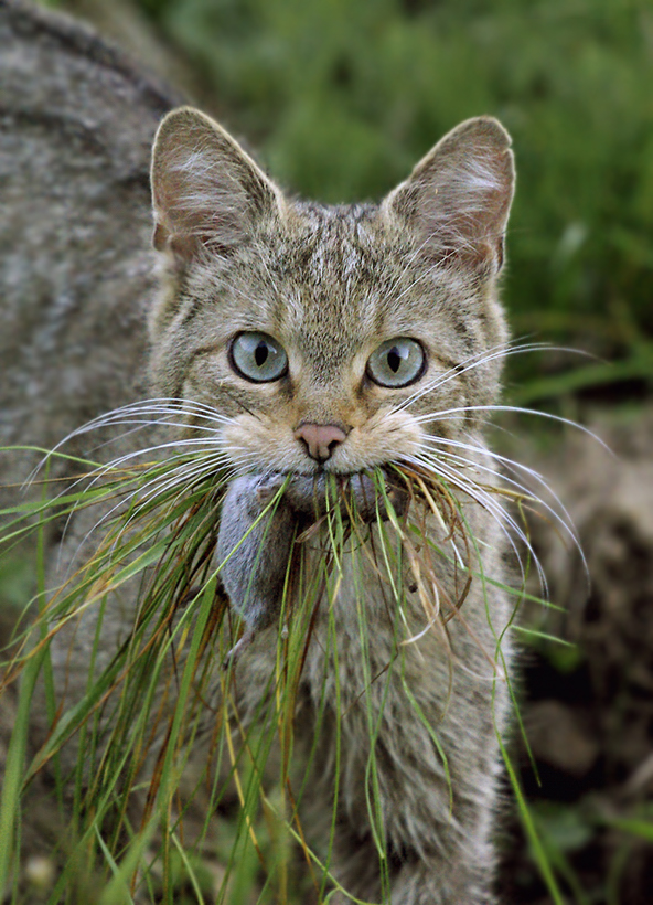 Wildkatze - Reloaded